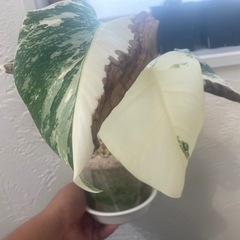 斑入り　モンステラ　ボルシギアナ　ホワイトタイガー　