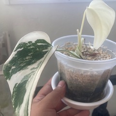 斑入り　モンステラ　ボルシギアナ　ホワイトタイガー　