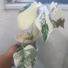 斑入り　モンステラ　ボルシギアナ　ホワイトタイガー　