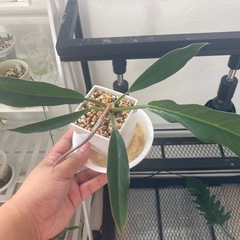 観葉植物　フィロデンドロン　キャラメルマーブル 
　