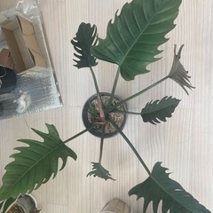 観葉植物　フィロデンドロン　キャラメルマーブル 
　