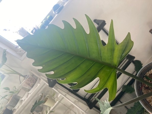 観葉植物　フィロデンドロン　キャラメルマーブル \n