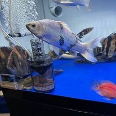 古代魚 アロワナ 大型魚
