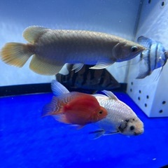 古代魚 アロワナ 大型魚
