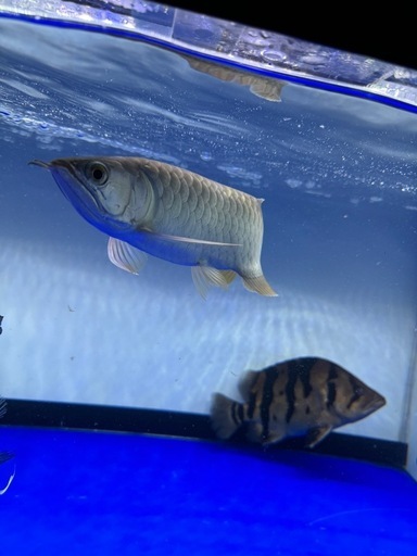 古代魚 アロワナ 大型魚\n