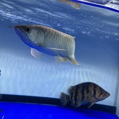 古代魚 アロワナ 大型魚
