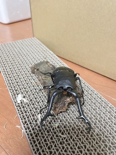 ギラファノコギリクワガタ ペア
