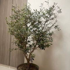 1/9値下げ 横浜市中区引き取り限定 オリーブの木2本＋お花セット