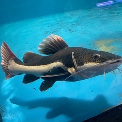 レットテールキャット 60センチ水槽込み