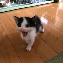 イケメン仔猫