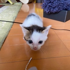 イケメン仔猫