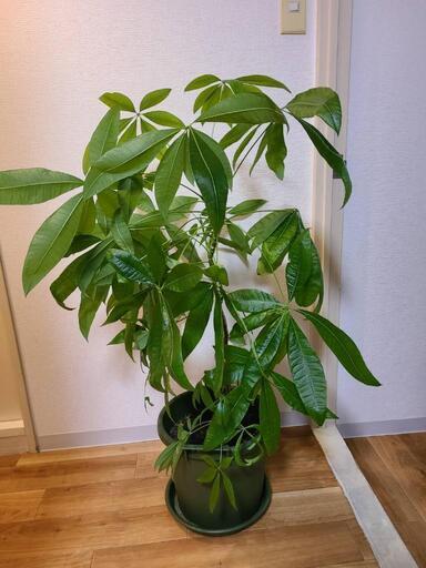 観葉植物 パキラ【最終値下げ】