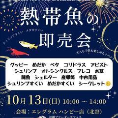 🔥熱帯魚即売会in北谷2024.10.13🔥沖縄ブリーダーズフェス