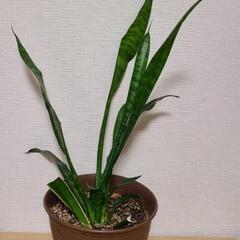 観葉植物サンセベリア