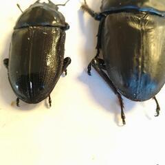 大型　オオクワガタ能勢SRペア　