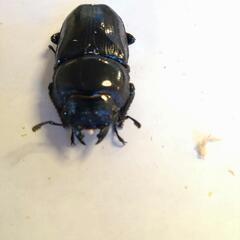 大型　オオクワガタ能勢SRペア　