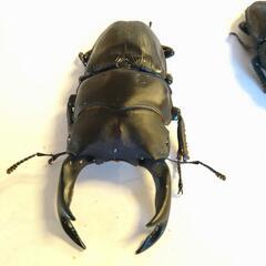 大型　オオクワガタ能勢SRペア　