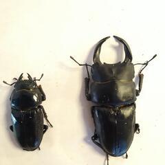 大型 オオクワガタ能勢SRペア