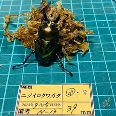 ⑧ニジイロクワガタ　新成虫ペアの販売