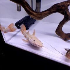 大型魚　プラチナスケルトンレッドテールキャット