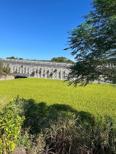 水田の表土\n