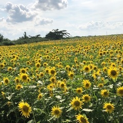 初心者のみ　9月25日水曜日　バドミントンしませんか？