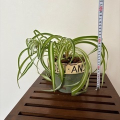 植物　オリヅルラン　ボニー
　鉢のまま