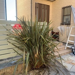 ニューサイラン