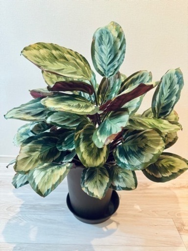 【お値下げしました】観葉植物　カラテア　メダリオンV2 大株　観葉植物専用鉢\u0026鉢皿付き