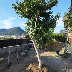 抜けました椿　庭木　植木