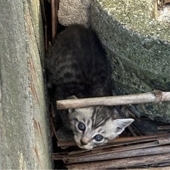 ⭐️野良子猫ちゃん達⭐️