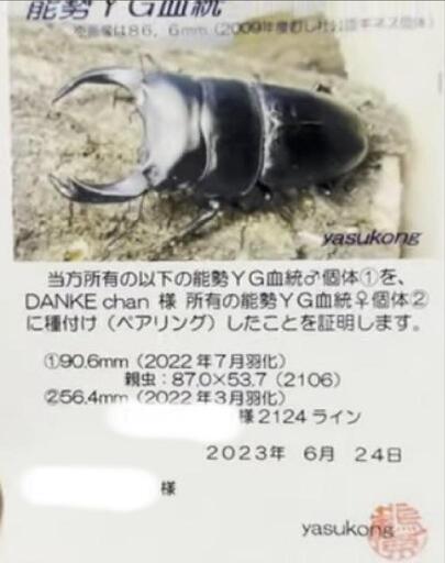 ㊟私の真似をした、茨城県つくば市大穂住みの馬鹿に注意して下さい。偽物です！　　　　　いよいよ今期も最後です✨️正真正銘　本家の血100%能勢YGオオクワガタ　YG866系  鶴原こと（yasukong氏）血統♀2ペアー　55.2mm.54.0mm を販売します。