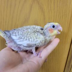 オカメインコ シナモンパール 雛 有償