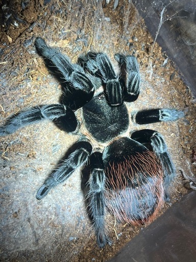 【♀】メキシカンレッドランプタランチュラ 体長7cm程 アカヘリエンマゴミムシバードイータームカデセンチピードサソリモドキカマキリ奇虫