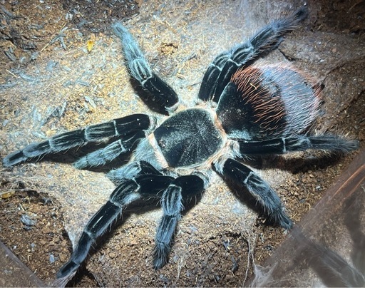 【♀】メキシカンレッドランプタランチュラ 体長7cm程 アカヘリエンマゴミムシバードイータームカデセンチピードサソリモドキカマキリ奇虫