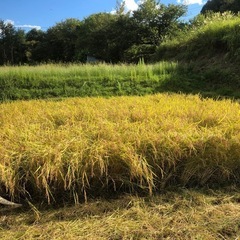 ①【令和6年新米】
コシヒカリ年間契約