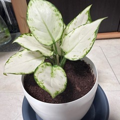 アグラオネマ　観葉植物