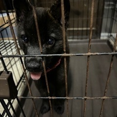 甲斐犬　子犬　写真追加しています。