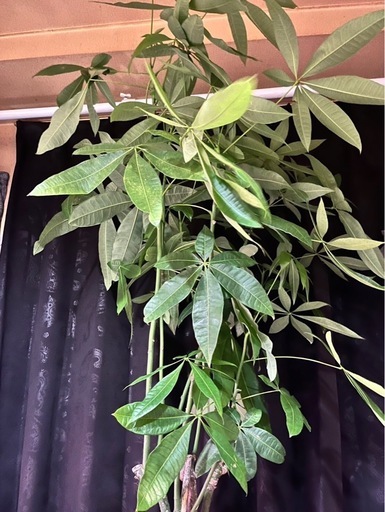 観葉植物　パキラ　植木