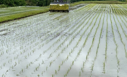 新米キヌヒカリ② 30キロ 玄米 兵庫県産