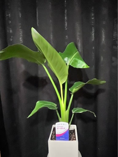 観葉植物　オーガスタ