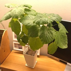 ウンベラータ 観葉植物 鉢ごとお渡し