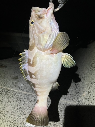 鑑賞魚（生体 ）