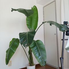 ストレリチア オーガスタ