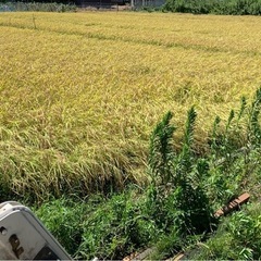 新米　コシヒカリ　お米　千葉県産　田んぼ　お餅　もち米