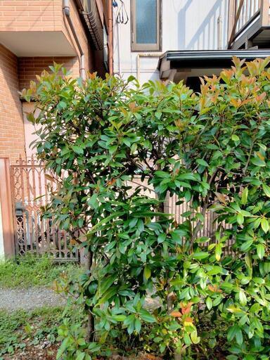 レッドロビン　垣根　生け垣　植木