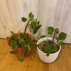 観葉植物 ピレア・ペペロミオイデス 2鉢