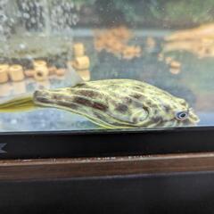 アルビノシルバーアロワナ、ポリプテルス他