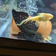 アルビノシルバーアロワナ、ポリプテルス他