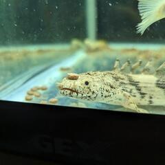 アルビノシルバーアロワナ、ポリプテルス他